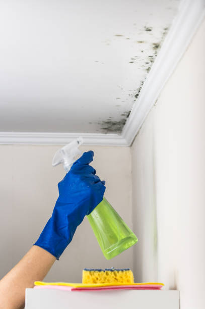 Best Black Mold Remediation in Independence, OH